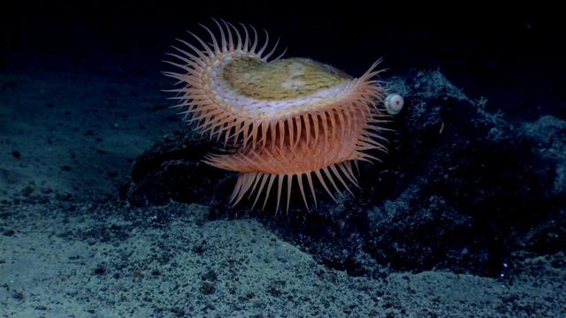 海底一万米会有巨型生物存在吗?科学探索给出答案:不可能