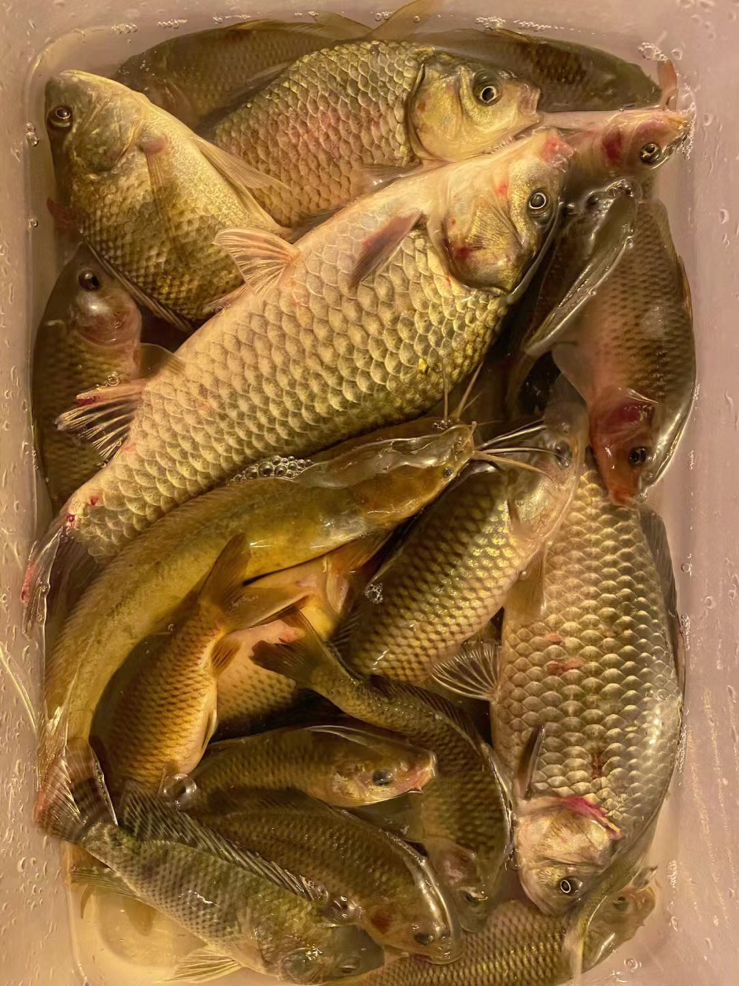 饵料|老钓友用蚯蚓钓鱼频频连竿，新手钓友却钓不到鱼。这是什么呢