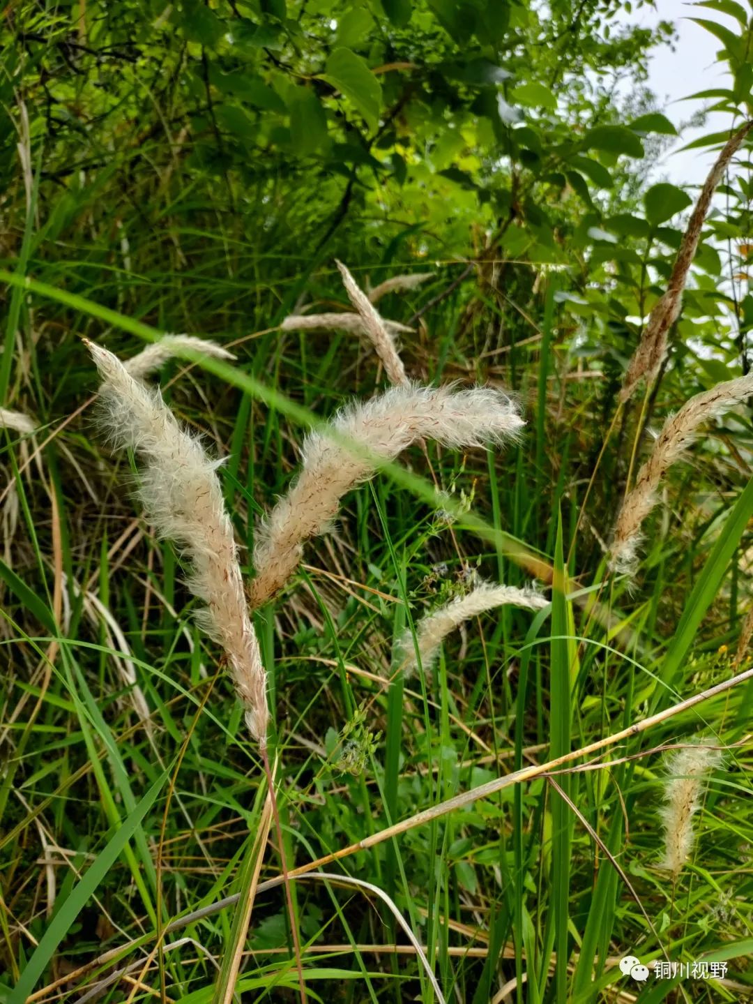 |初夏时节登鄠邑尖山