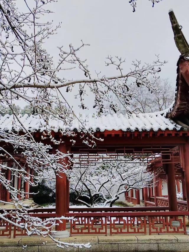 白雪|如入画境！在东湖迎接2023第一场雪