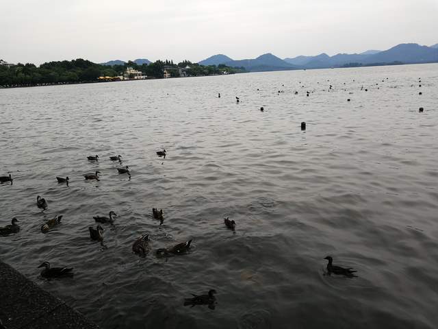 |美景一时观不透,天缘有份画中游。西湖,你仍是十几亿人的娇宠