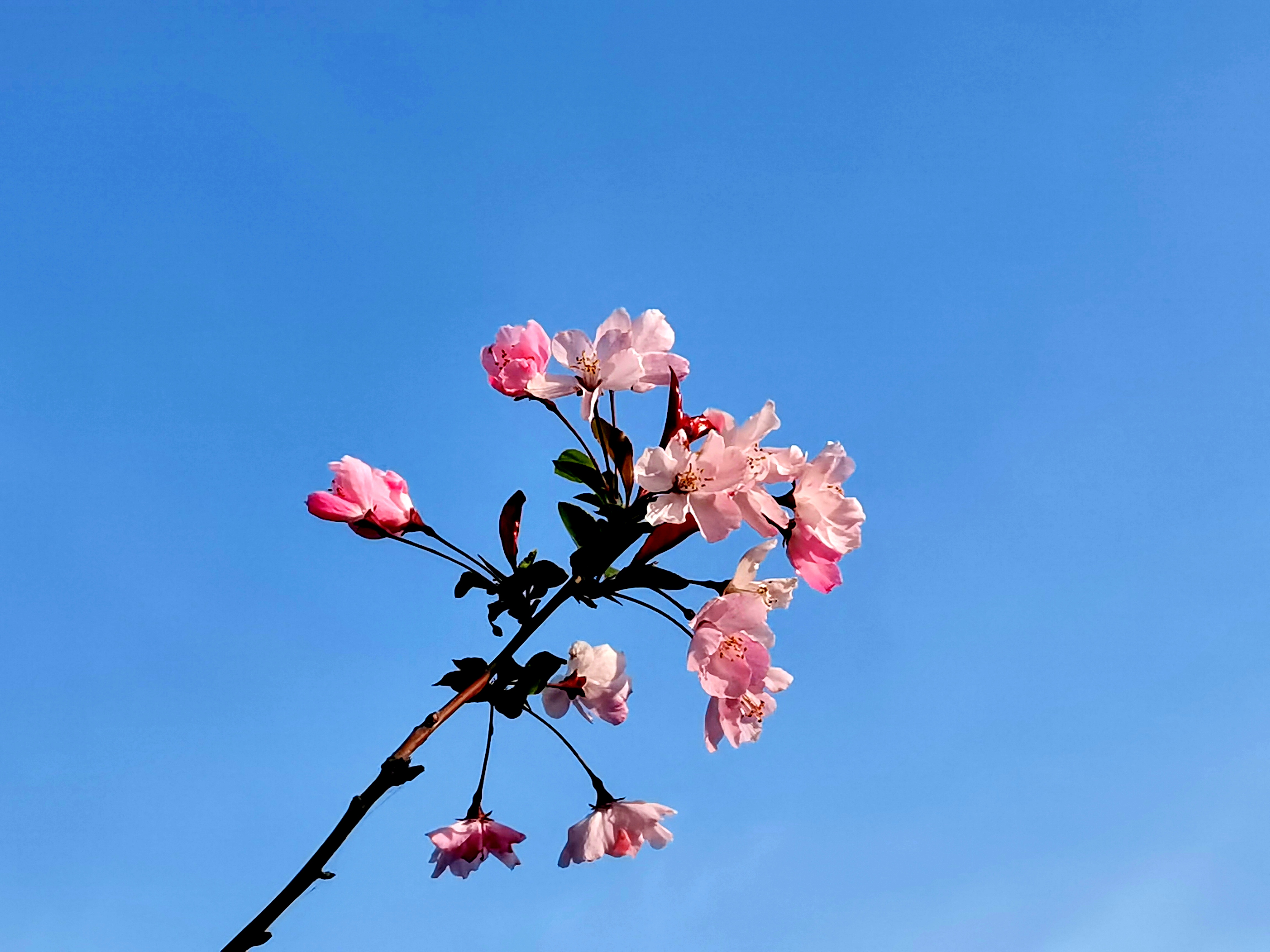 |如何拍好春日盛开的垂丝海棠