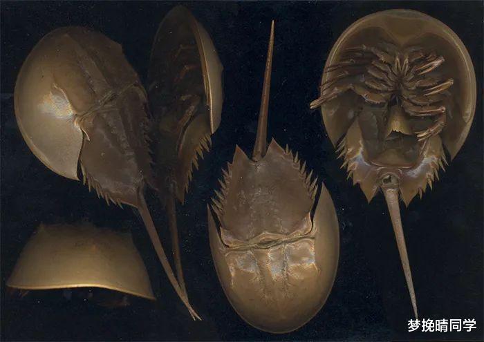 这种生物的蓝色血液,是生产新冠疫苗的关键?