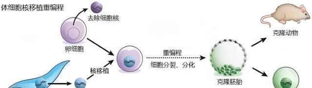 为啥现在很少提“克隆”了?多莉用自己的一生,书写了答案