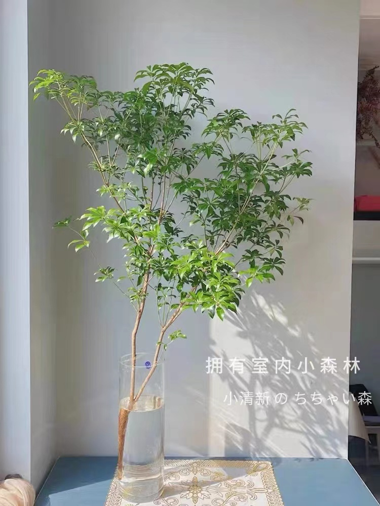 新房装修|最适合你家C位的绿植有哪些呢?