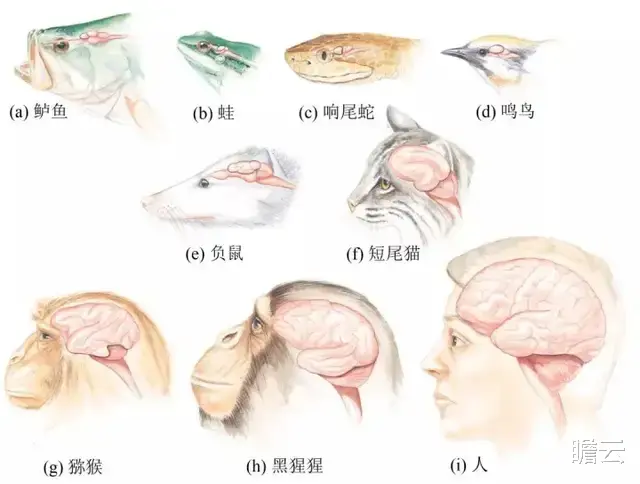 人的大脑为什么不长在胸腔里,或者说大多动物大脑都在头部,为什么?