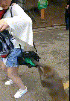 打麻将|陈若仪和LISA：嫁给美男子的两种结局