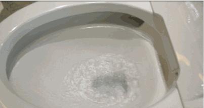 卫生间的小飞虫到底是什么?外表不起眼,但它的危害超出你想象