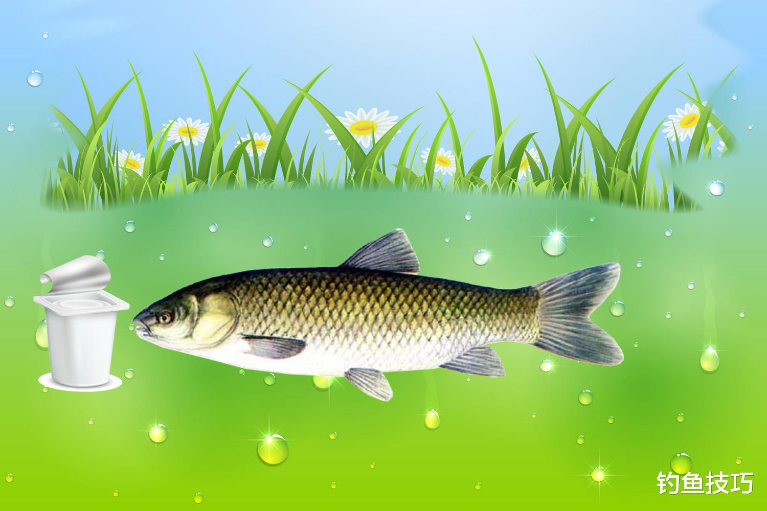 鲫鱼|鲫鱼吃味精？草鱼喝酸奶？鲤鱼爱吃糖？钓鱼用饵的顺口溜解析