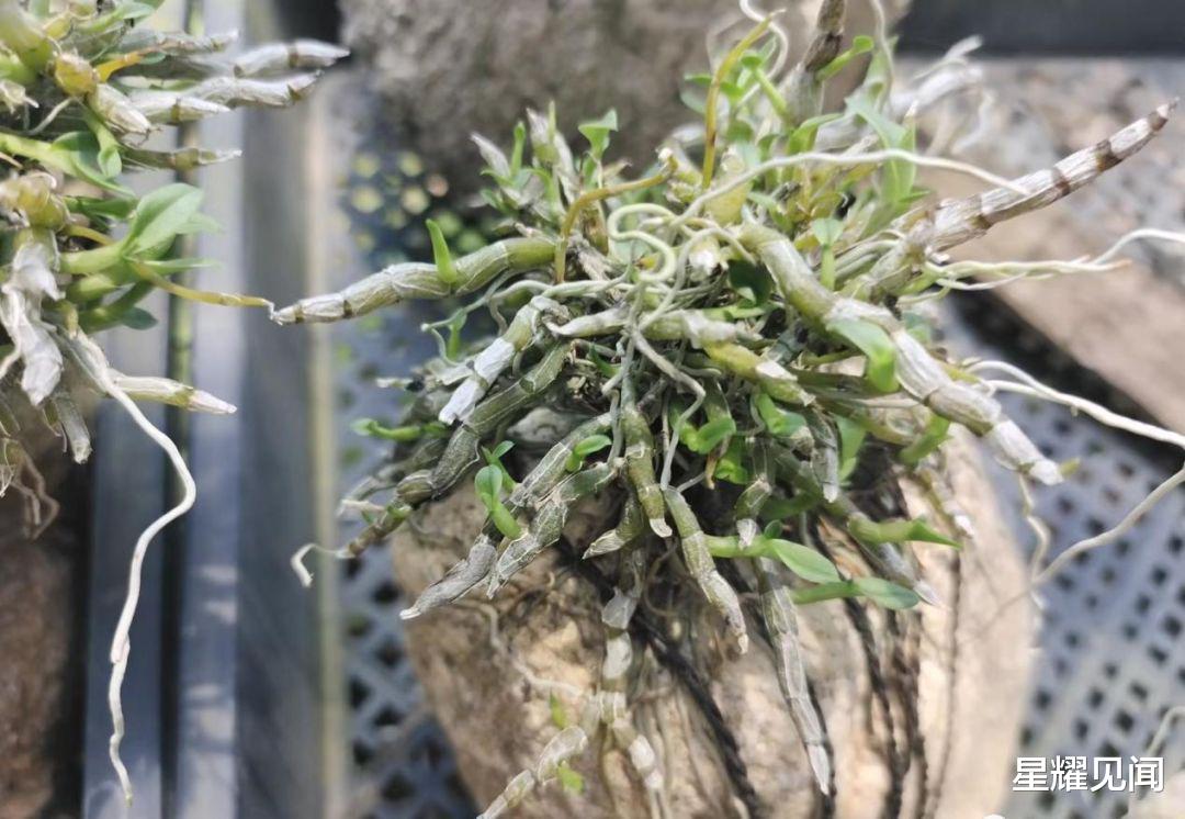 武夷山国家公园|美丽乡村游——朱阳雄关，大美河山