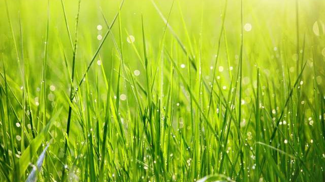 若进化论没错，为何植物不进化得很难吃？甚至会结出香甜的果实？