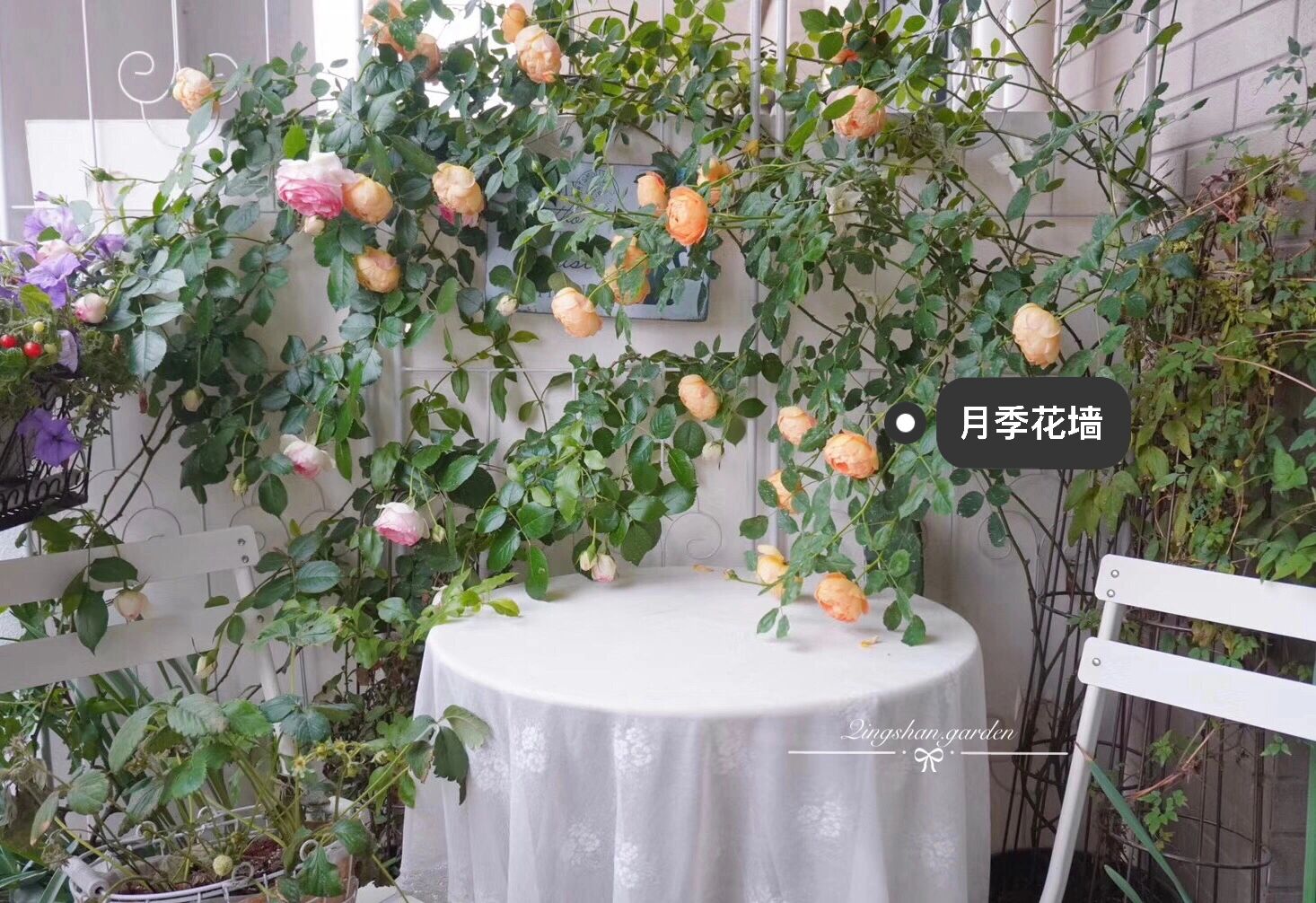 4㎡阳台花园改造,轻松打造一面背景花墙,享受种花的乐趣