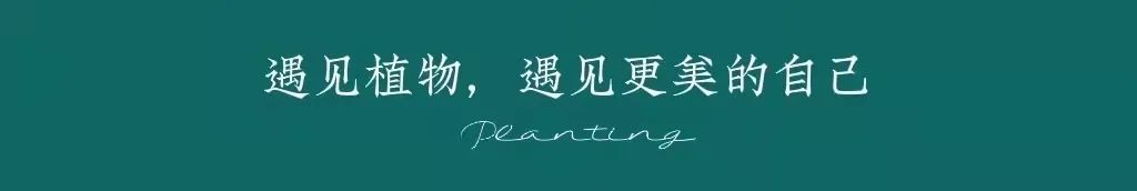 五爪金龙,牵牛不是牛,金龙不是龙,它能日行千里,织成天罗地网