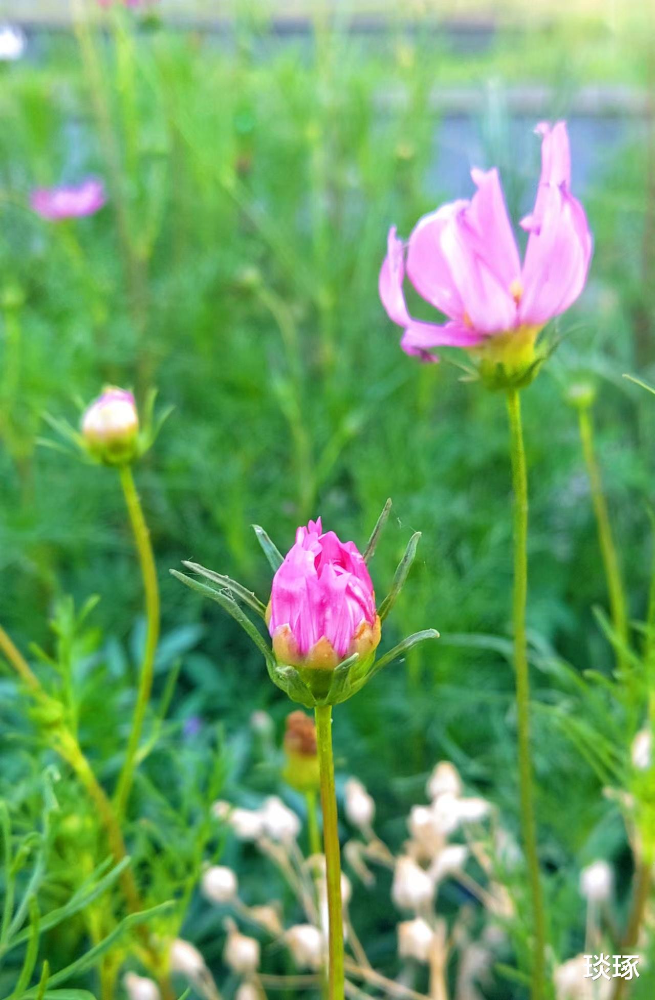 |诗歌：为你作诗