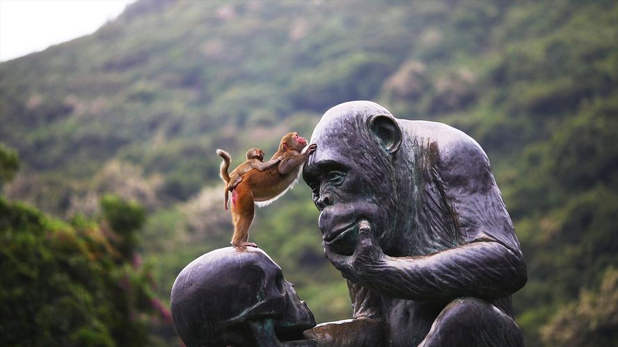 |想了解一下猴子吗,来看看南湾猴岛吧,保证你会大吃一惊