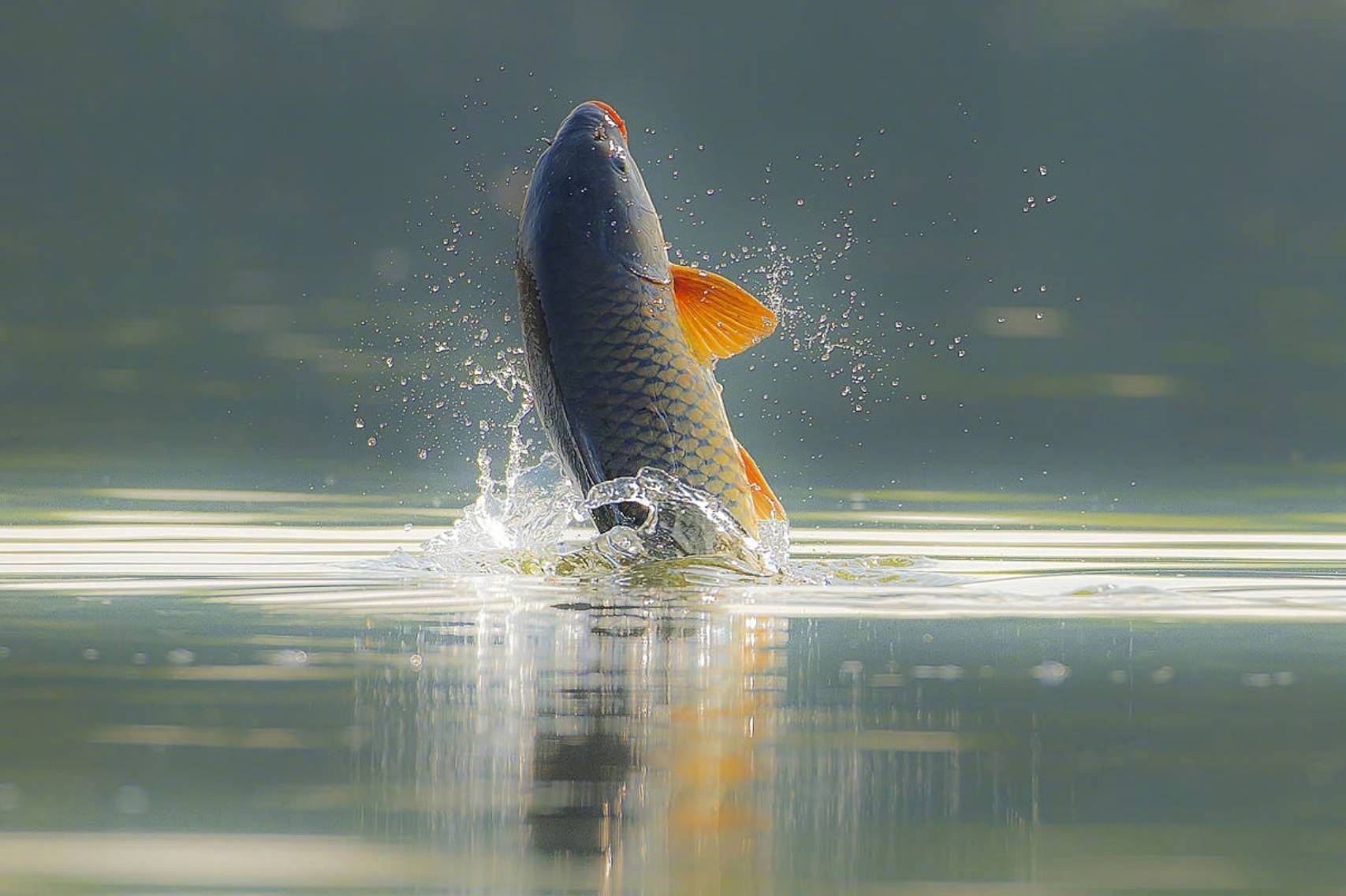 |钓鱼不看风，容易钓个空，刮什么风好钓鱼？知道三点三条就行了