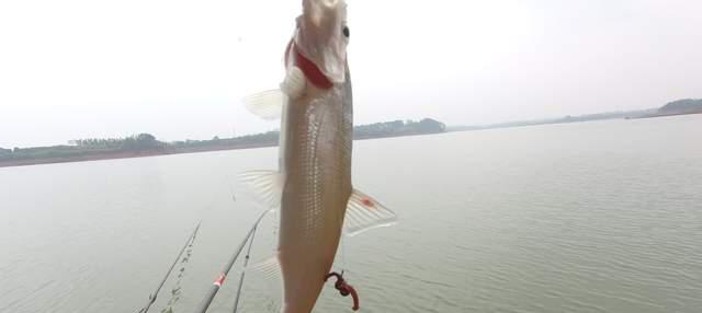 饵料|深冬手竿钓翘嘴攻略,怎么样都要钓几条吃的