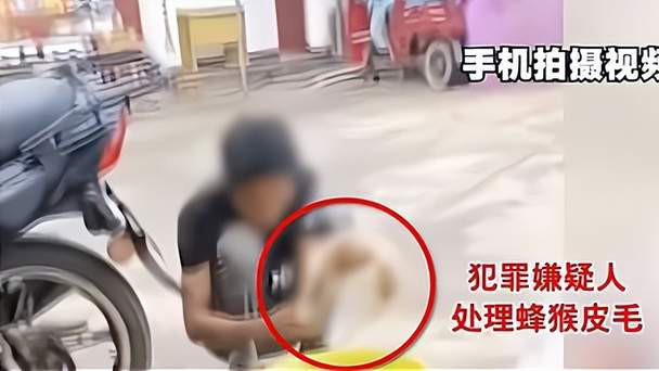 怎么敢的？6人宰杀烹食国家一级保护动物蜂猴，毫不意外被判刑！