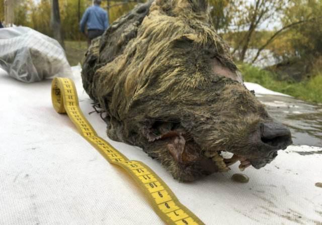 北极“高烧”不断,史前生物遗骸陆续现身,冰层下的病菌或会苏醒