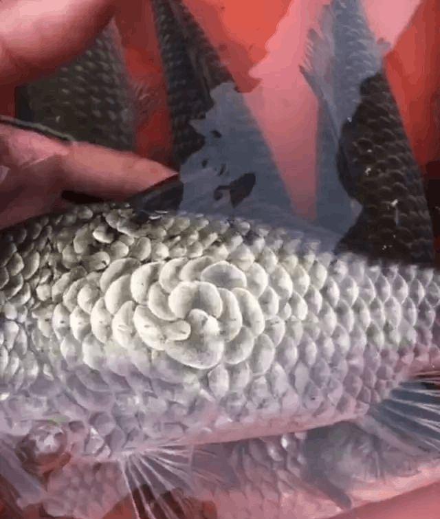 珠江|鬼上身?男子珠江里钓起“怪鱼”,越看越恶心,网友:不影响口感