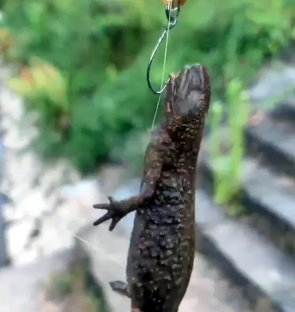 娃娃鱼|钓的怪, 判的快! 钓友钓到古怪“娃娃鱼”, 听人劝吃饱饭, 放生保平安