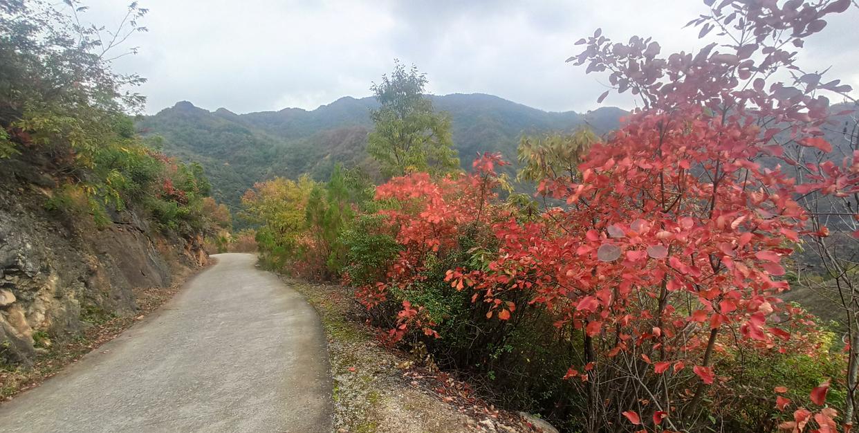 贵州旅游|西乡县的湾对坡,一个新兴网红打卡地,满山秋色惹人爱,游客醉了