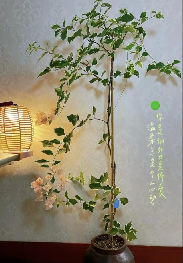 发现河北一小姐姐,把三角梅养好了,网友直呼“太仙了”