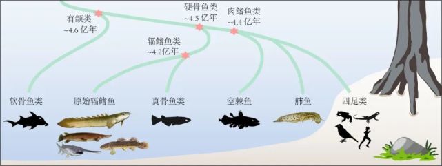 “人类从鱼进化而来”被证实后,我们吃鱼,是在吃自己的祖先?
