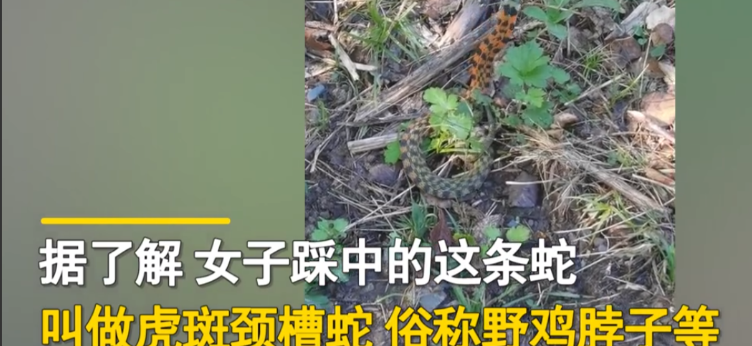 辽宁大连,一女子意外发现一条蛇只见女子稳准狠地出脚,一下就将蛇给踩住了