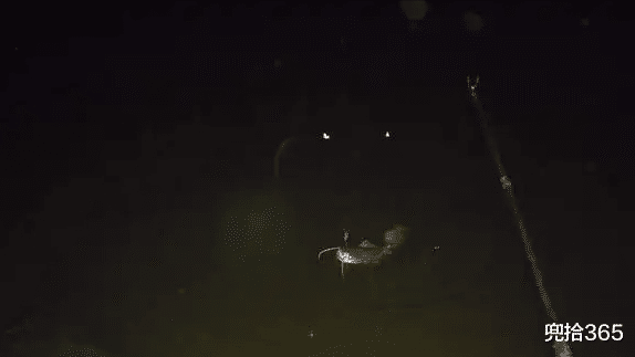 |男子夜钓遇到罕见一幕,水中露出一神秘生物的头,看清后惊吓变惊喜