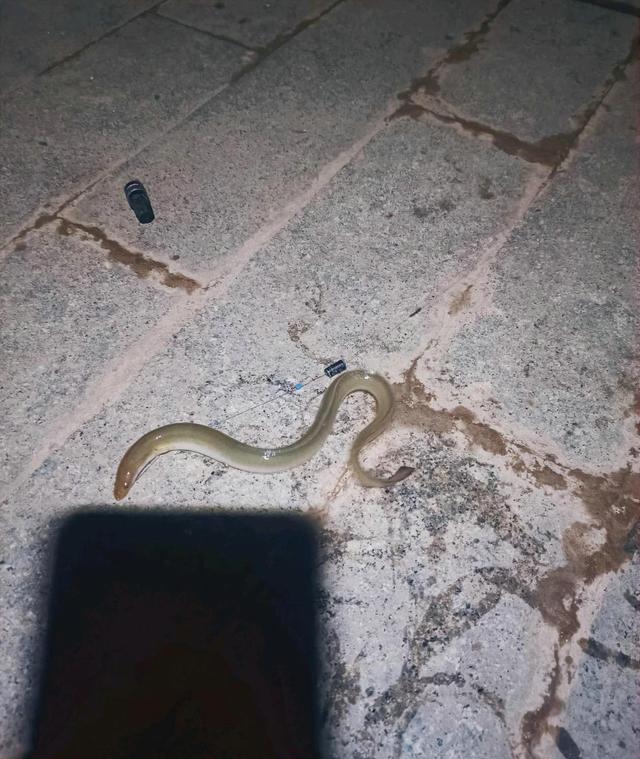 |广西男子半夜从西江钓起奇鱼,不敢捉就放生了,网友:错失500