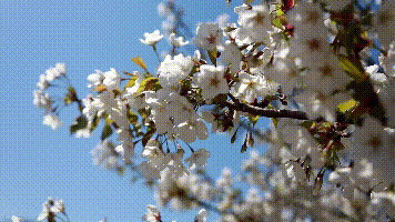 世界地球日|春日盛景！大连的“花之路”