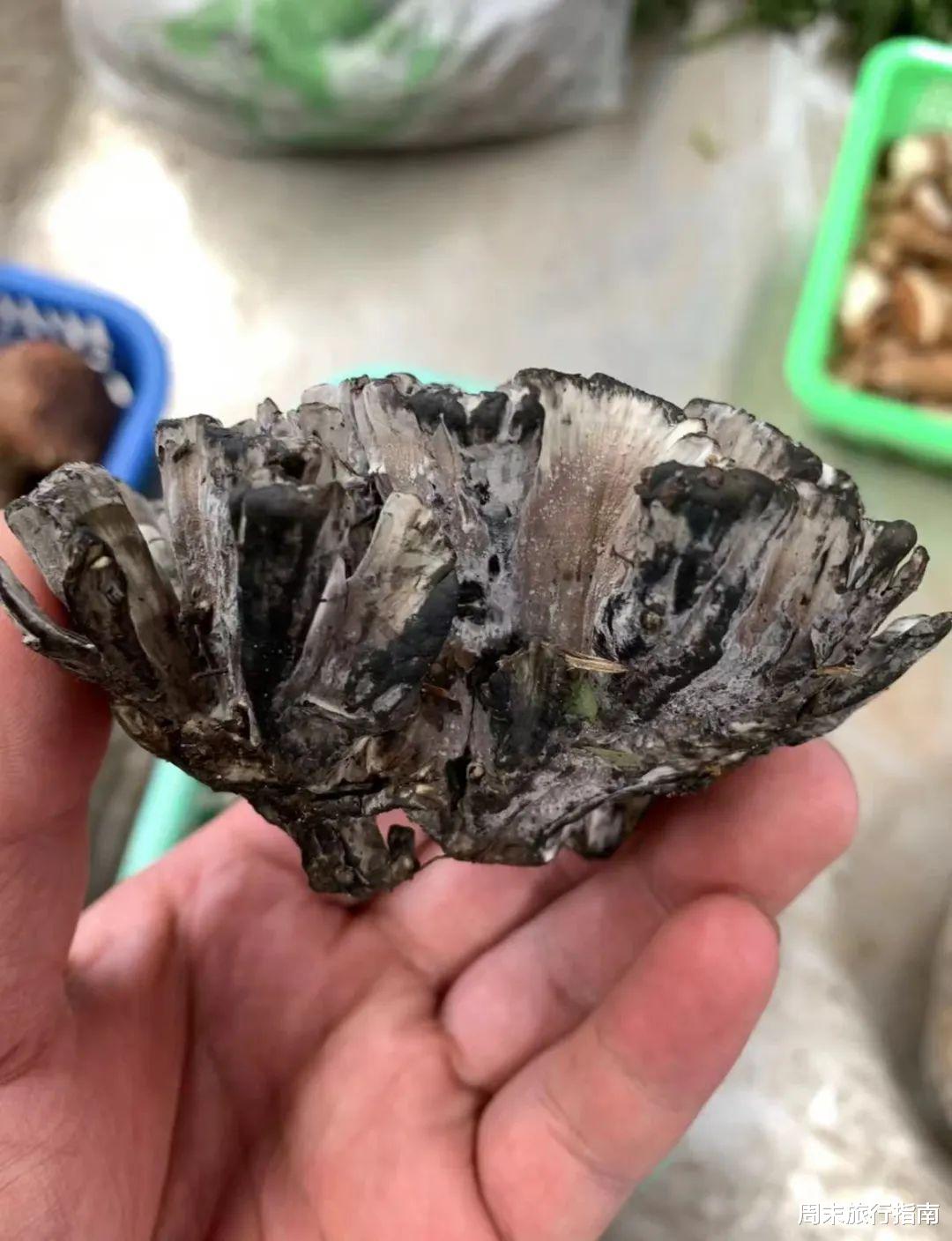 野生菌|刘亦菲新剧刷屏!均温20℃的神仙取景地,私藏“全国最毒”美味,吃过就上头!