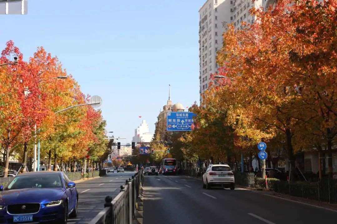 雪乡|奉贤南奉公路上一路枫景，感受初冬的美好