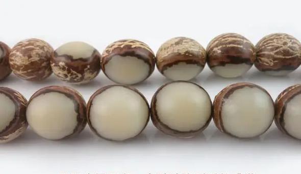 白玉菩提|菩提根和白玉菩提，根本就不是一种文玩！至今仍有无数人不知道！