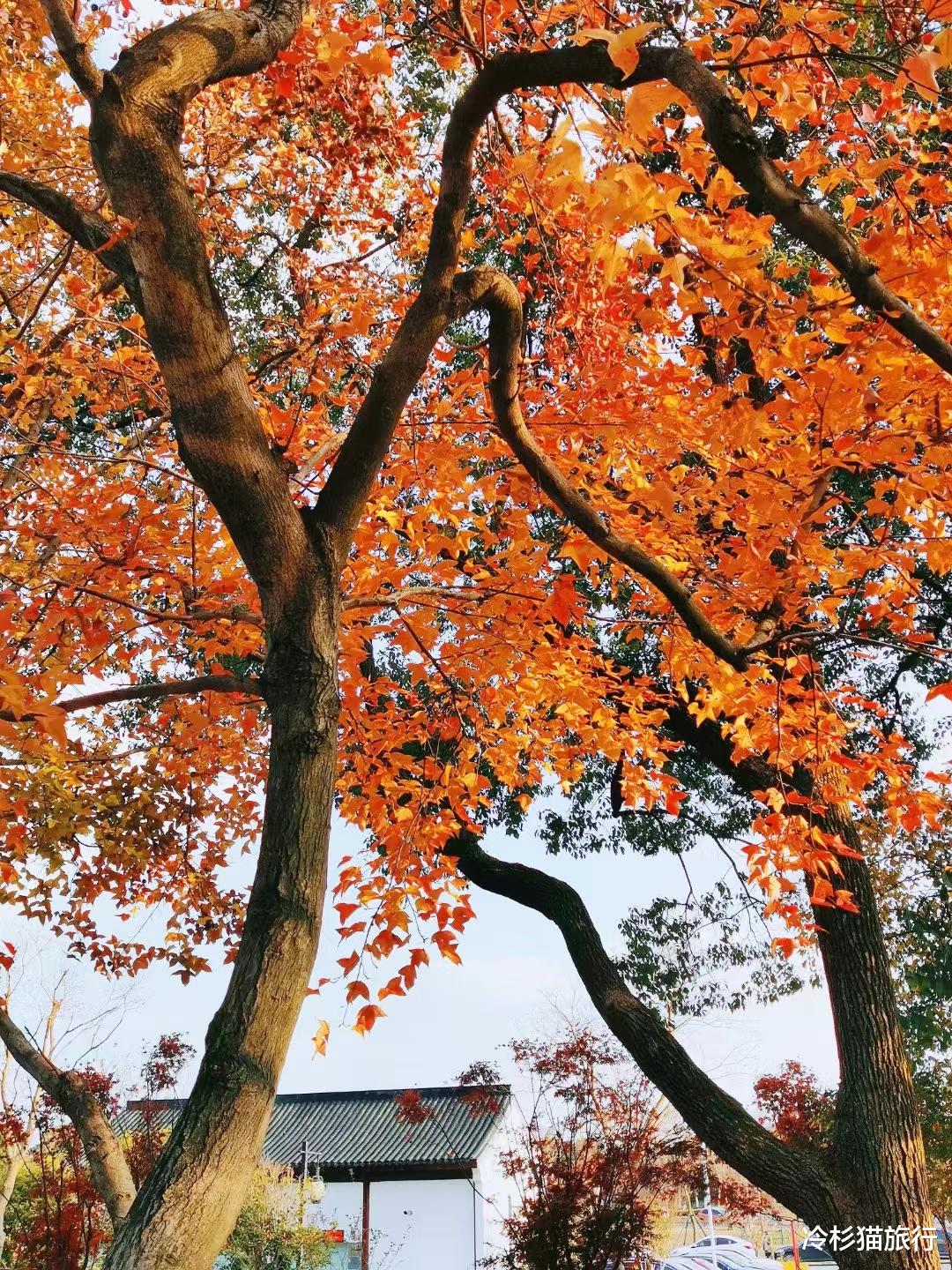 梯田|国内绝美的十大秋日旅行胜地，10-11月出发正当时，您去过几个？