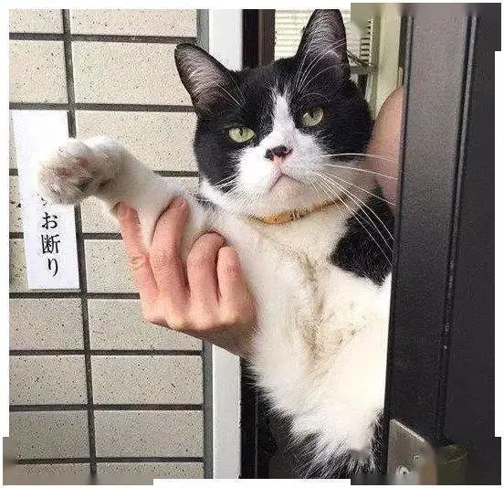 喵星人每天在门口送主人上班，表情却逐渐失控