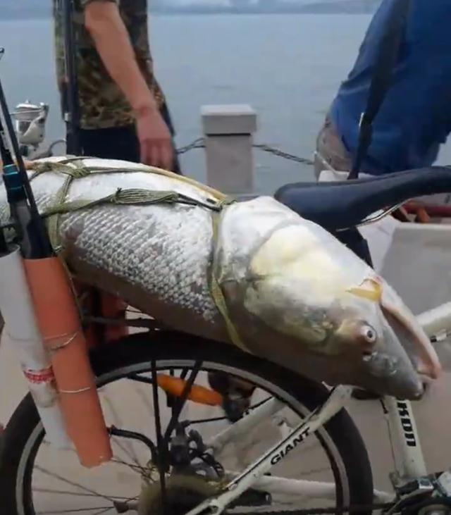 |男子罕见钓获“米级”水老虎,围观的人不淡定了,网友:低调点呀