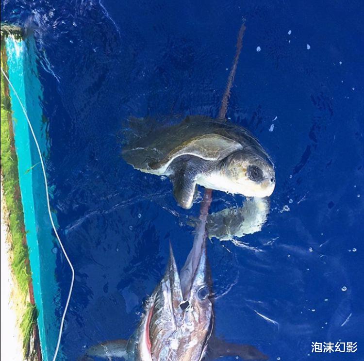 生咬生吃的残酷动物界,你绝对没有见过的动物捕食猎杀景象,壮哉
