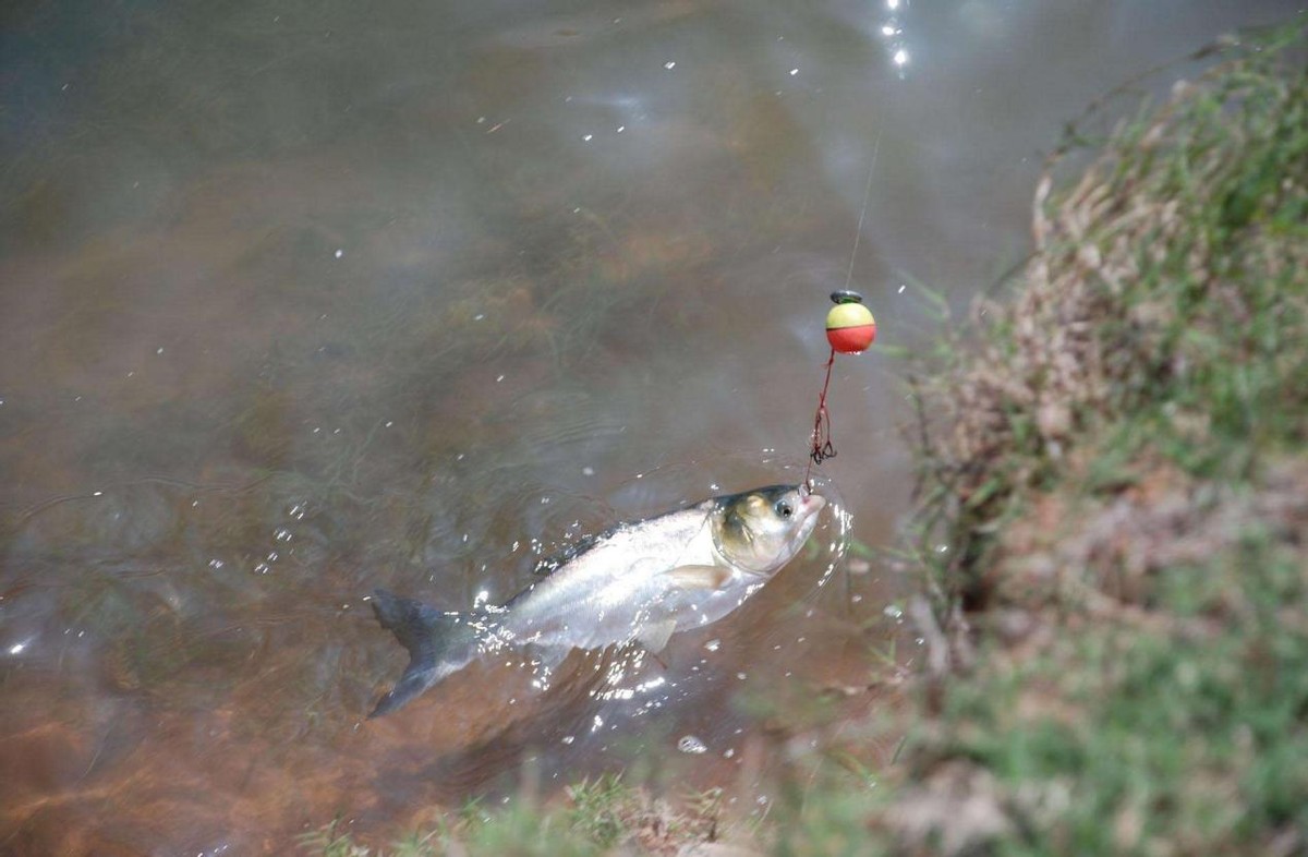 |广东一男子野钓,遛鱼时间长达一个小时,那鱼却在意料之外