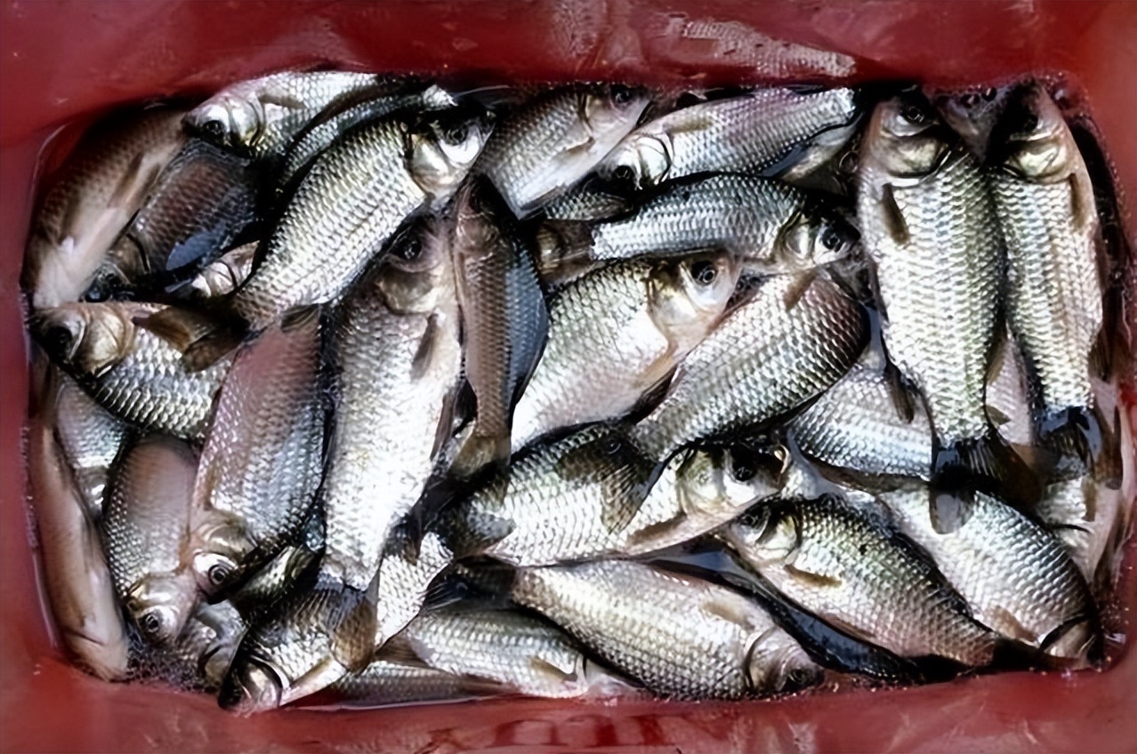 饵料|入冬后钓鱼，很多钓友忽视了一个重要环节，难怪感觉鱼难钓