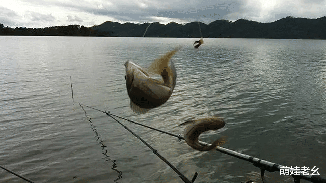 |为凑钱买个鱼箱，丈夫竟然捡了一个月的废品！网友：史上最悲催