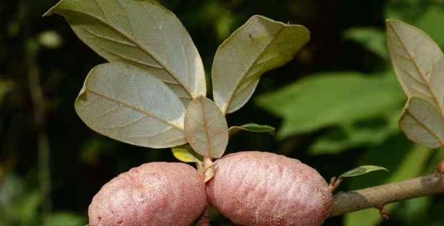生长在百米天坑的危险植物,消失超100年:再不救可能就真没了