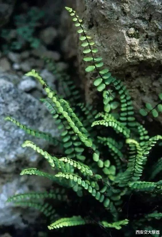 艾尔登法环|莫拉维克悖论的思考