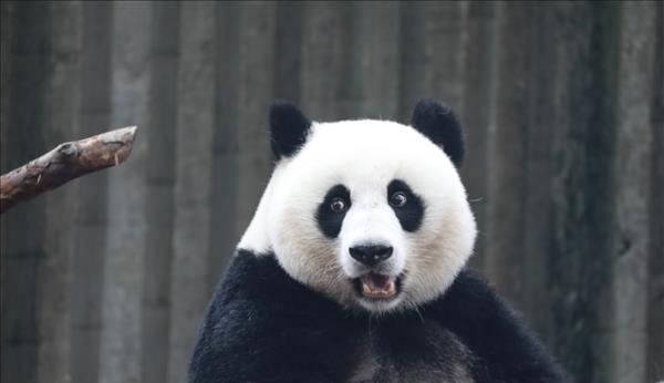 大熊猫为什么是黑白色的?中外科学家研究清楚了