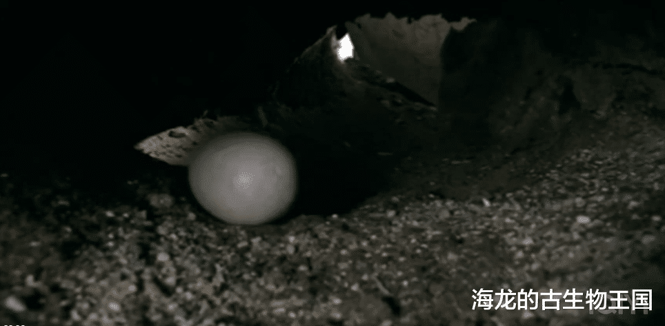 长棘龙展现高效猎杀本领!但同类竞争激烈!