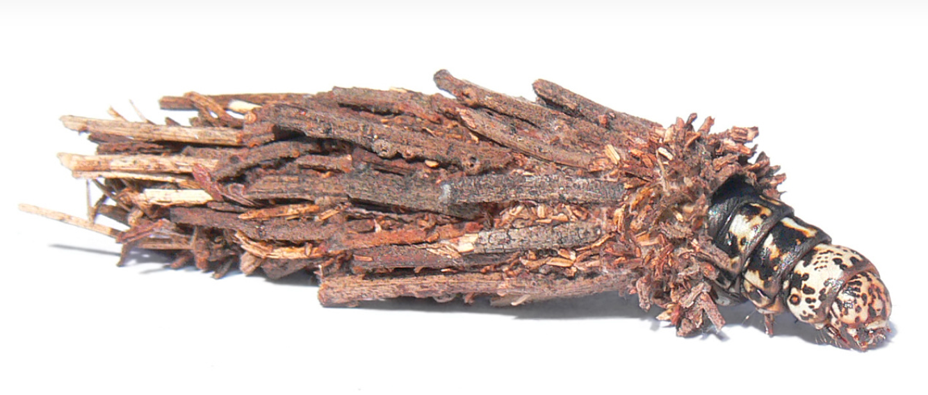 万万想不到！一只小虫子也能拥有非凡的建筑能力，构造还十分讲究