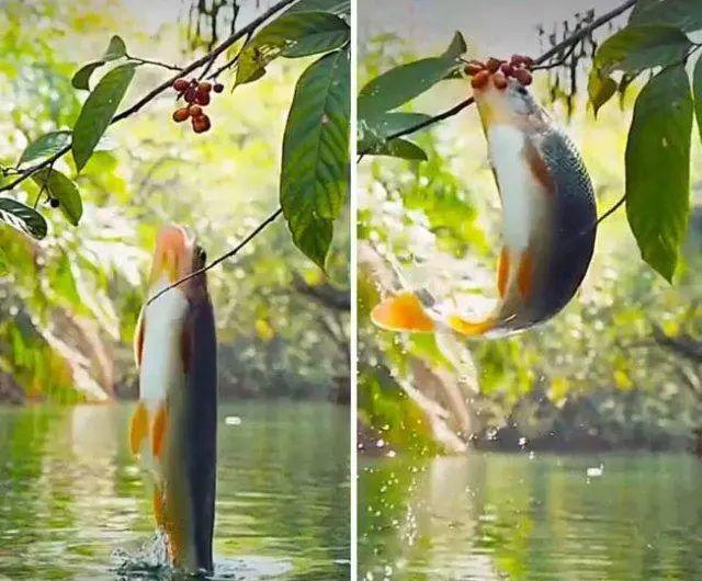 罕见有趣的真实照片:大鱼吃野果,金蝉脱壳,存活的远古生物