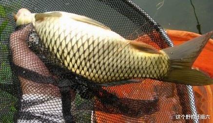 鲤鱼|初春钓鲫鱼谨防鲤鱼凑热闹!留意两种漂相行为,鲫鱼鲤鱼钓过瘾!