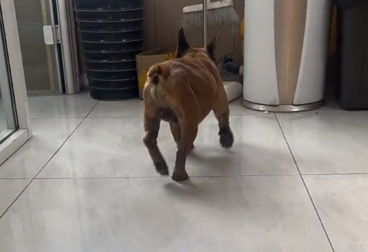 小哥花200从皮具店救下的法国斗牛犬，救下它后，才发现它不仅瘦还得了病